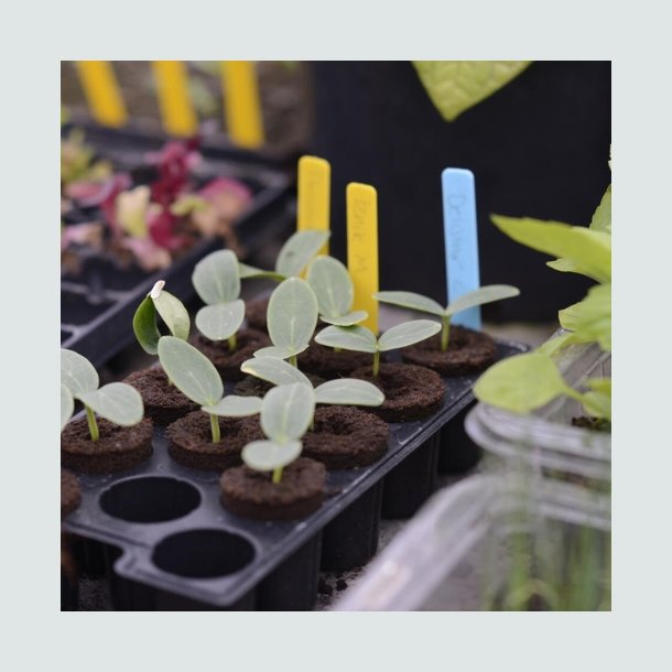 Planteskilte m blyant - 40 stk.