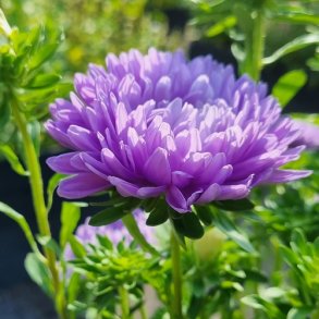 Sommerasters 'Pompon Light Blue' - XL