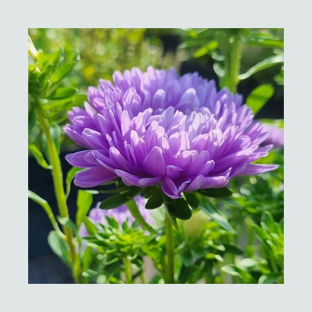 Sommerasters 'Pompon Light Blue' - XL