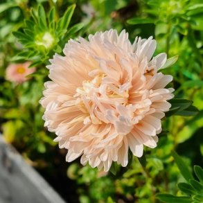 Sommerasters 'Pompon Salmon' - XL