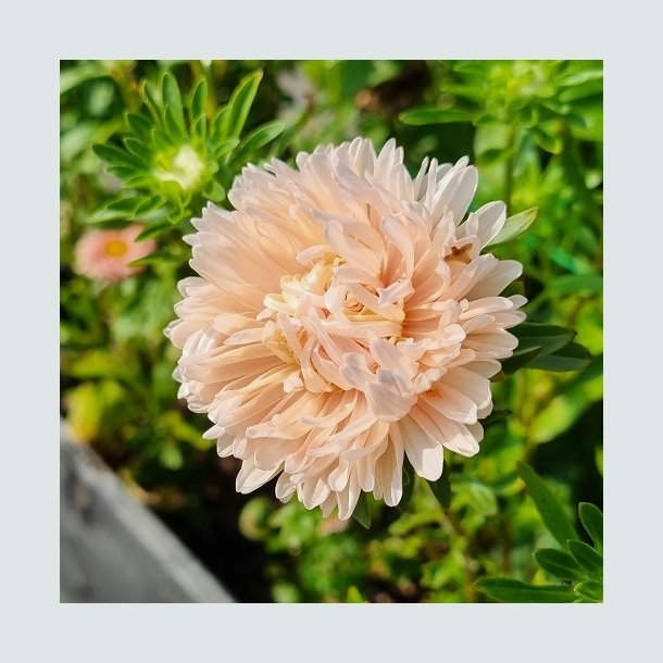 Sommerasters 'Pompon Salmon' - XL