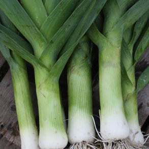 Porre 'Autumn Giant 2' - kologisk