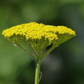 Pragtrllike 'Cloth Of Gold'