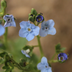 Kinesisk Hundetunge  Firmament'