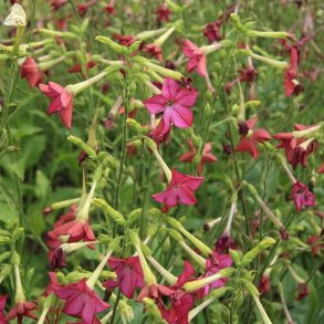 Prydtobak - kologisk