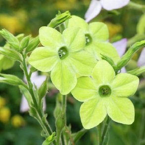 Prydtobak 'Lime Green'