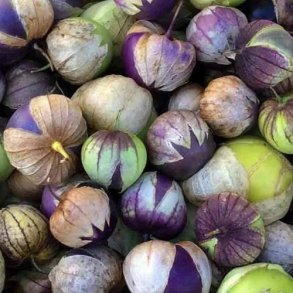  Tomatillo 'Purple' - kologisk