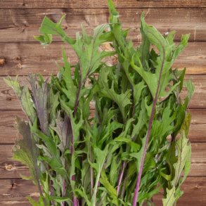 Mizuna Purple - �kologisk