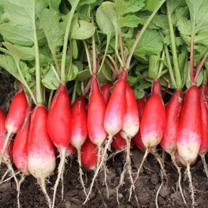 Radise 'French Breakfast'  - kologisk