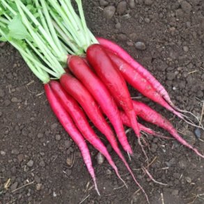 Radise 'Candela di Fuoco' - kologisk