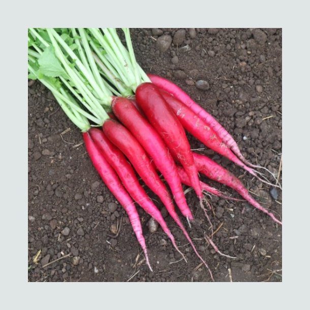 Radise 'Candela di Fuoco' - �kologisk