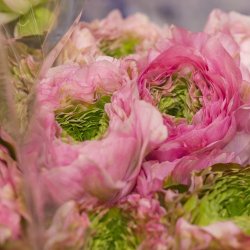 Ranunkel Elegance� 'Festival Rosa'