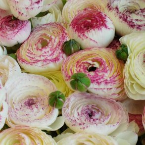 Ranunkel Aviv Picotee 'Rose'