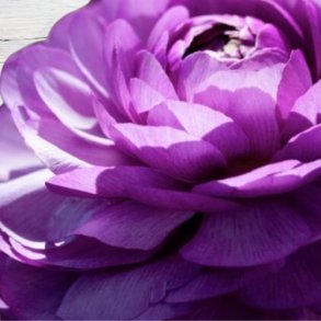 Ranunkel Asiaticus 'Purple'