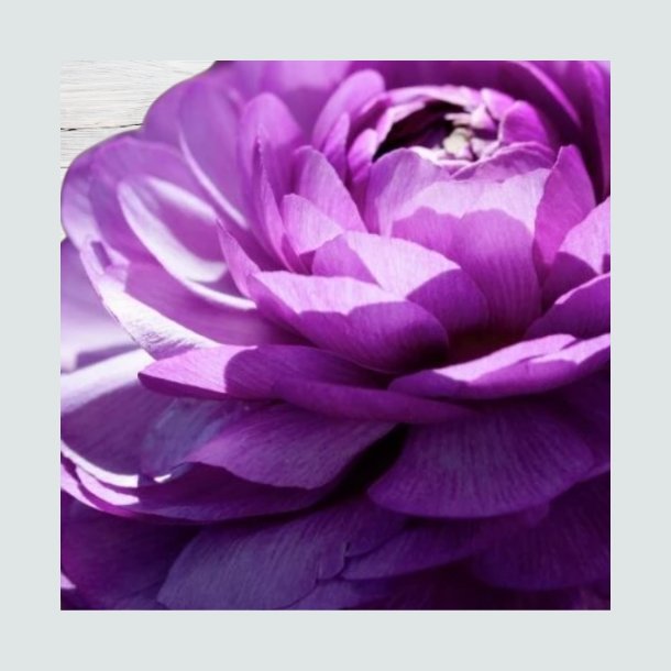 Ranunkel Asiaticus 'Purple'