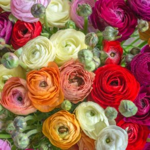 Ranunkel Asiaticus 'Mix'