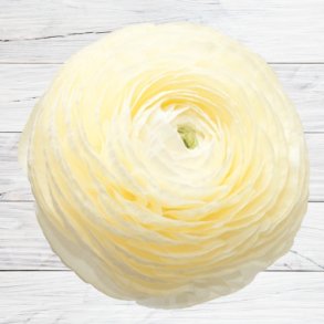 Ranunkel Elegance 'Crema'