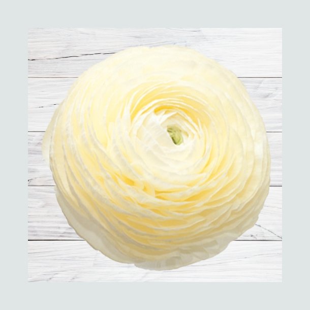 Ranunkel Elegance 'Crema'