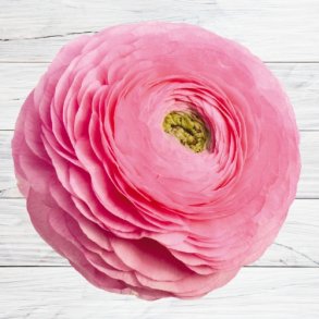 Ranunkel Elegance'Rosa Chiaro 87P'