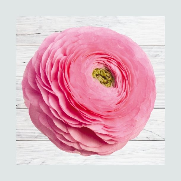 Ranunkel Elegance'Rosa Chiaro 87P'