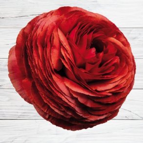 Ranunkel Elegance 'Cioccolato 469G'