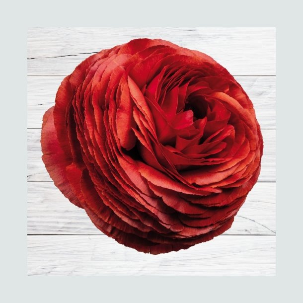 Ranunkel Elegance 'Cioccolato 469G'