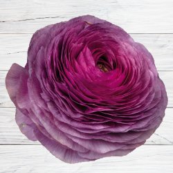 Ranunkel Elegance� 'Milka'