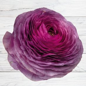 Ranunkel Elegance 'Milka'