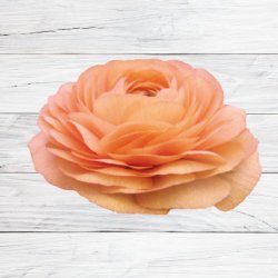 Ranunkel Elegance� 'Salmone' 