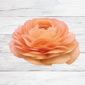 Ranunkel Elegance 'Salmone' 