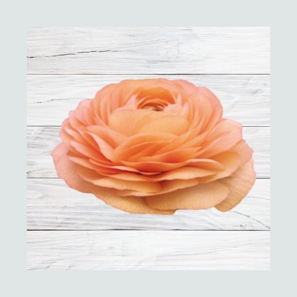 Ranunkel Elegance 'Salmone' 