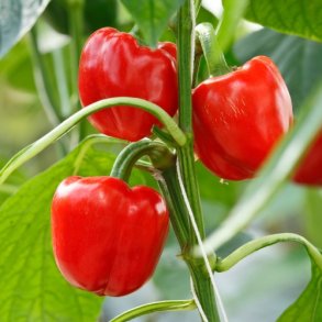 Peber 'd'asti Rosso' - kologisk