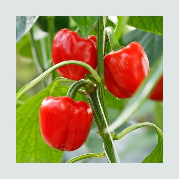 Peber 'd'asti Rosso' - �kologisk