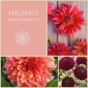 Dahliakasse RibeRomancen