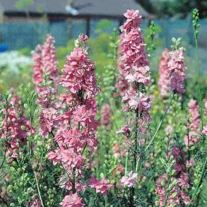 Ridderspore 'QIS Rose'