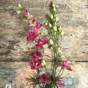 Ridderspore 'QIS Carmine'