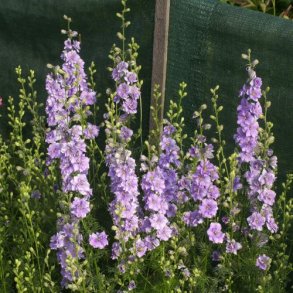 Ridderspore 'Qis Light Blue'