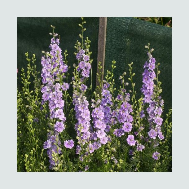 Ridderspore 'Qis Light Blue'