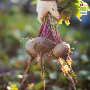 Rdbede 'Detroit 2' - kologisk