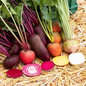 Rdbede Mix farver - kologisk