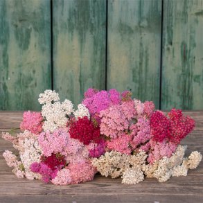 Rllike 'Rosella' - kologisk