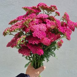 Rllike 'Cerise Queen' - XL