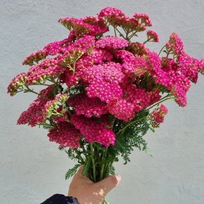 Rllike 'Cerise Queen' - XL