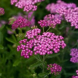 Rllike 'Cerise Queen' - XL