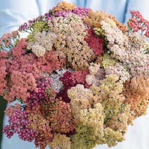 Rllike 'Pastel Mix' - XL