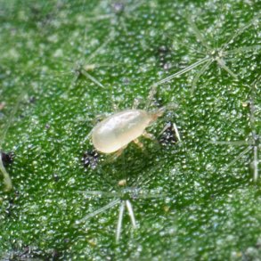 Rovmider mod v�ksthusspindemider