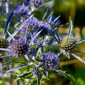 Russisk mandstro - XL