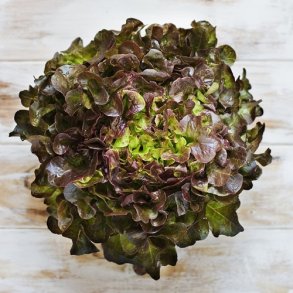 Krlsalat 'Red Salad Bowl' - kologisk