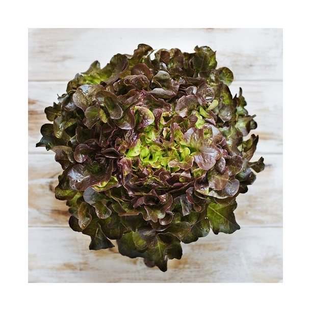 Krlsalat 'Red Salad Bowl' - kologisk