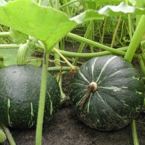 Vintersquash 'Green Hokkaido' - kologisk